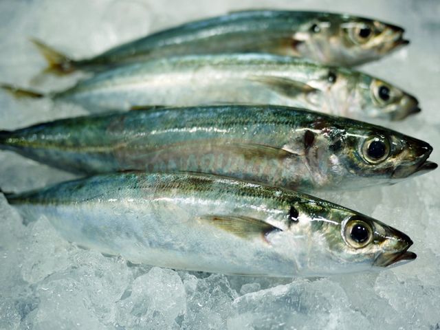 Frozen round scad from factory in bulk to export for wholesales - Image 4