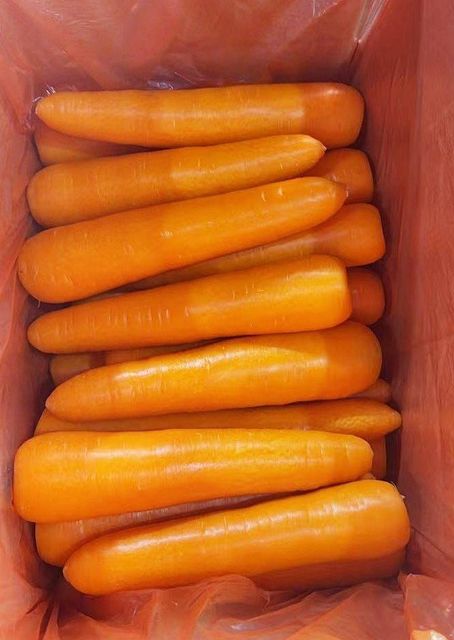 2026 Wholesale Fresh Carrot Cheap Price Exporters High Quality Vegetables New Fresh Carrots Hot Sale Product Made in China - Image 4