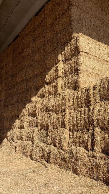 Hay Grass - Image 3