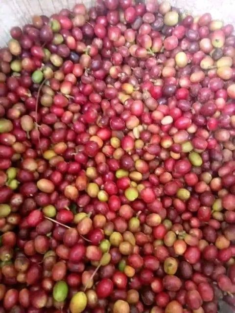 Coffee - Image 1