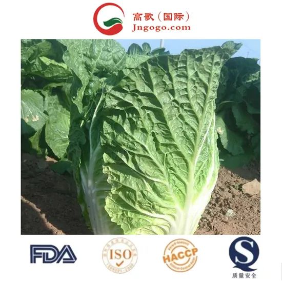 Fresh Green Cabbage From China Kind Fresh Size 1.5kg Color Green Origin China Trademark GOGO HS Code 0706100001 Place of Origin - Image 2