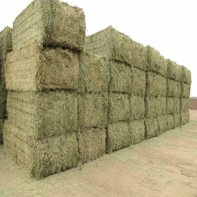 Premium Timothy Hay Carefully Dried Green Grass For Nutritious Animal Feeding Supply - Image 4