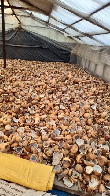 Mix-Grade Copra Grade Premium Content FAT : 60% Packaging PP bags Material Coconut Shell Weight (kg) 25 Kg / Bags Max. Moisture (%) 7% max - Image 5