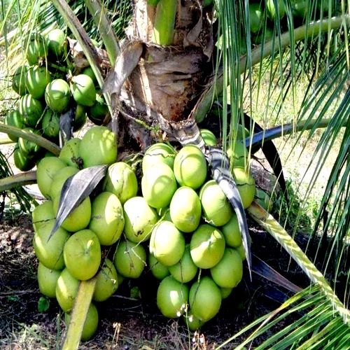 Golden Tropic Vietnamese Coconut - Image 3