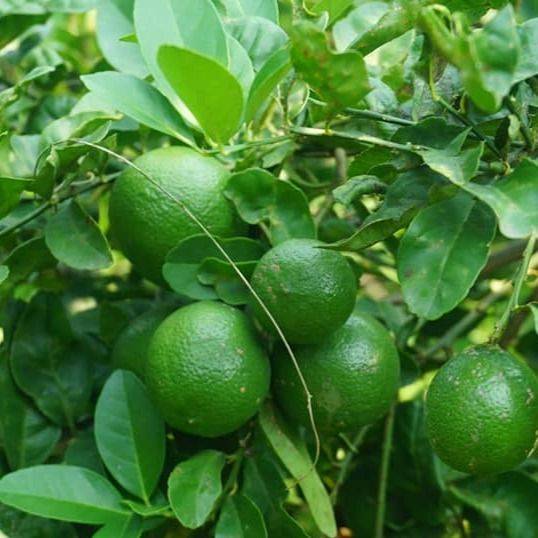 Vietnamese Fresh Lime Seedless Vitamin-Rich Drinks, Food Processing, and Exported to the EU and other markets - Image 5