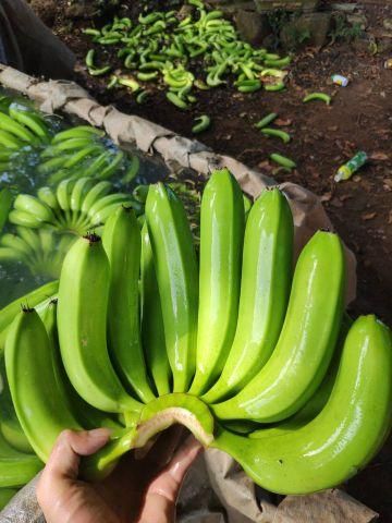 TOP-QUALITY FRESH CAVENDISH BANANAS - PREMIUM TASTE WITH GOOD PRICE FROM VIETNAM – product photo 3, product detail gallery