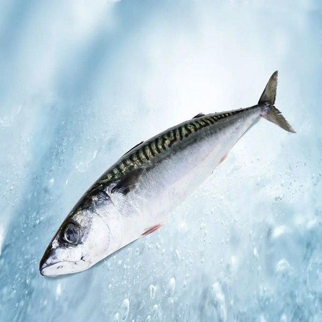 Frozen Mackerel Fish IQF Grade a Organic Bulk Packaging Whole 25kg Non Additives 2 Year Shelf Life - Image 5
