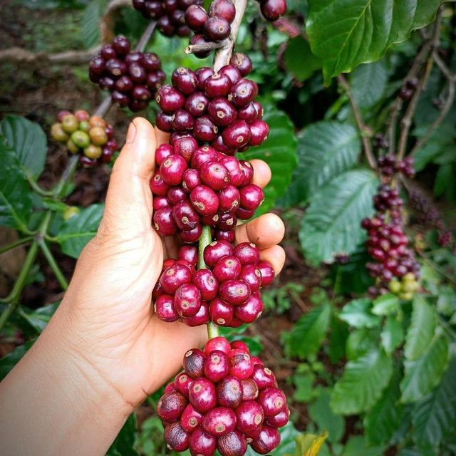 Premium Robusta & Arabica Coffee Beans Available Organic Yes Decaffeinated No, Yes Degree of Processing Raw Bean Type Arabica, Liberica, Other, Robusta - Image 4