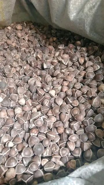 Moringa seeds - Image 1