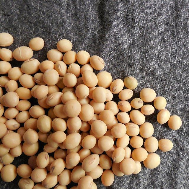 Hybrid High Yield Soybean Seed Certified Soybean Seed With Exceptional Growth And Stable Production Capacity - Image 5