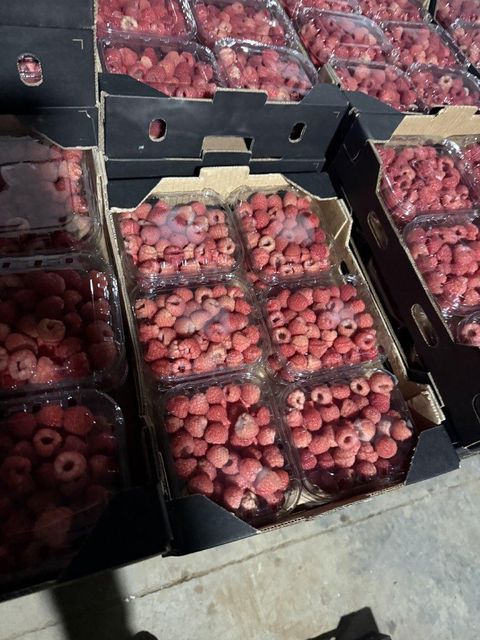 Fresh Moroccan Raspberries – Premium Quality, 125g Punnets – product photo 4, product detail gallery