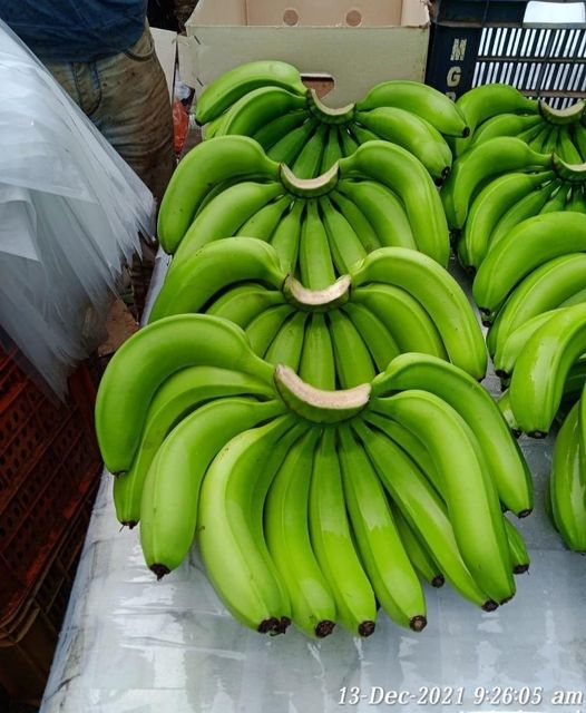 Wholesale Fresh Green Cavendish Banana Export Grade Bulk Supply - Image 4