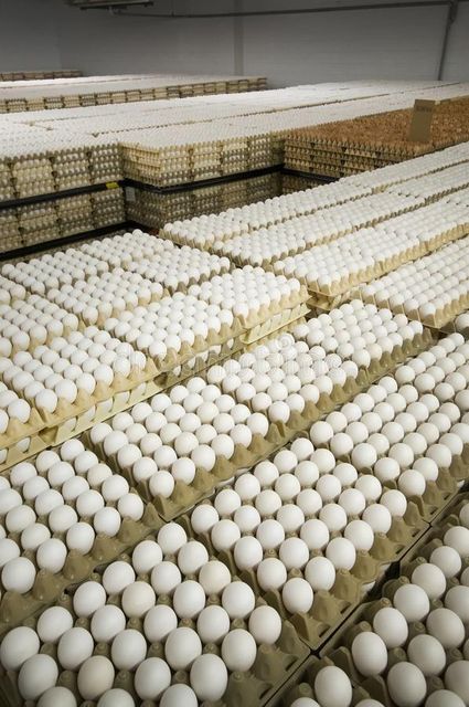Fresh Chicken Eggs - Image 1