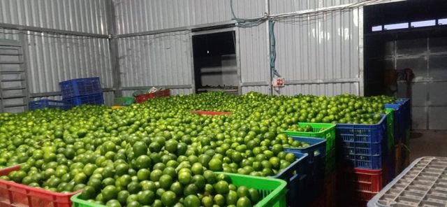 Vietnam seedless fresh lemon / fresh lime - Wholesale for lemon extract / lime essential oil - High quality Citrus Fruit - Image 3