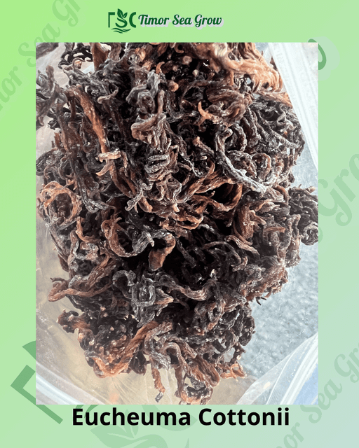 Seaweed - Cottoni Impurities ≤ 1% Origin Indonesia Max. Moisture (%) 35% Moisture Content ≤ 35% Specification As a Requsted - Image 3