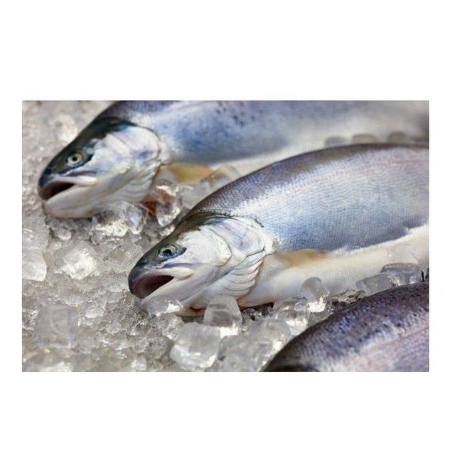 Hot Sale Price Of FRESH NORWEGIAN SALMON 1 KG For Sale - Image 3