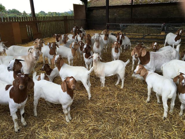 Fresh Live Boer Goat Excellent Body Condition Ready To Ship Affordable Price For Farms Ranches And Livestock Business - Image 2