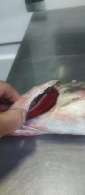 Pan Ready - Yellow Croaker - Image 2