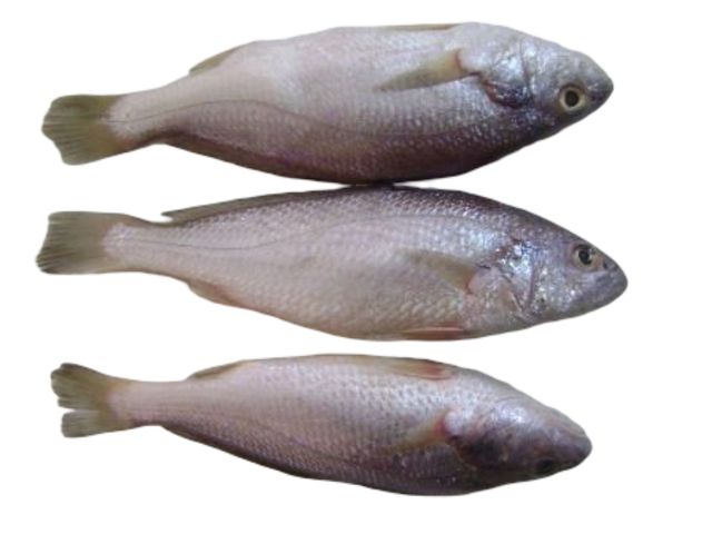 FROZEN CROAKER Texture Tender Shelf Life 2 YEARS Flavor Ocean-fresh Packaging 1KG TO 20 Kg Ctn Treatment Untreated/co Treated - Image 2