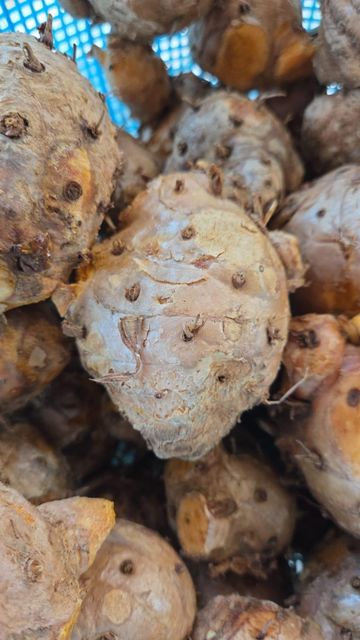 Javanese turmeric( curcuma xanthorriza ) - Image 4