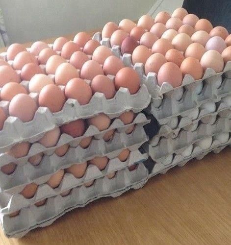 Fresh Chicken Eggs - Image 1
