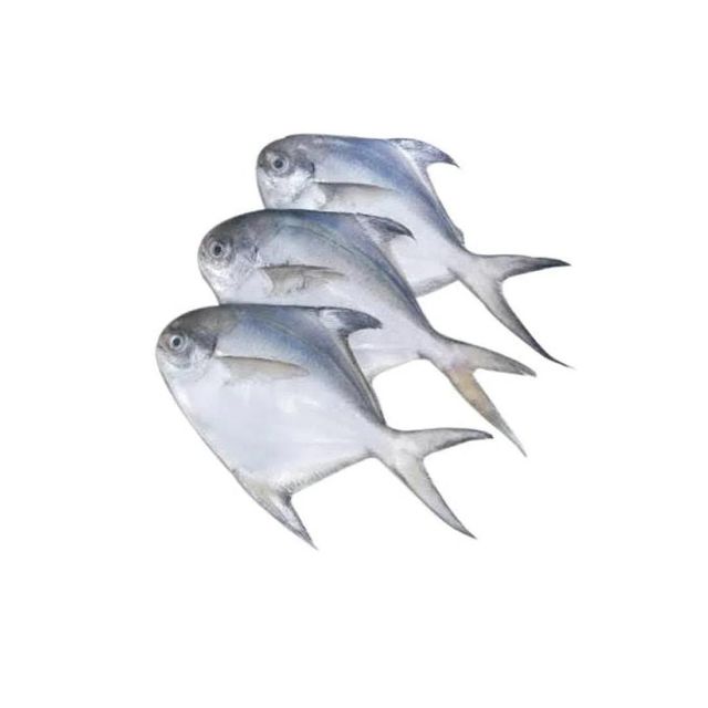 Frozen Silver Pomfret Fish Premium Frozen Seafood Stock For Food Wholesalers Hospitality Groups And Importers - Image 4