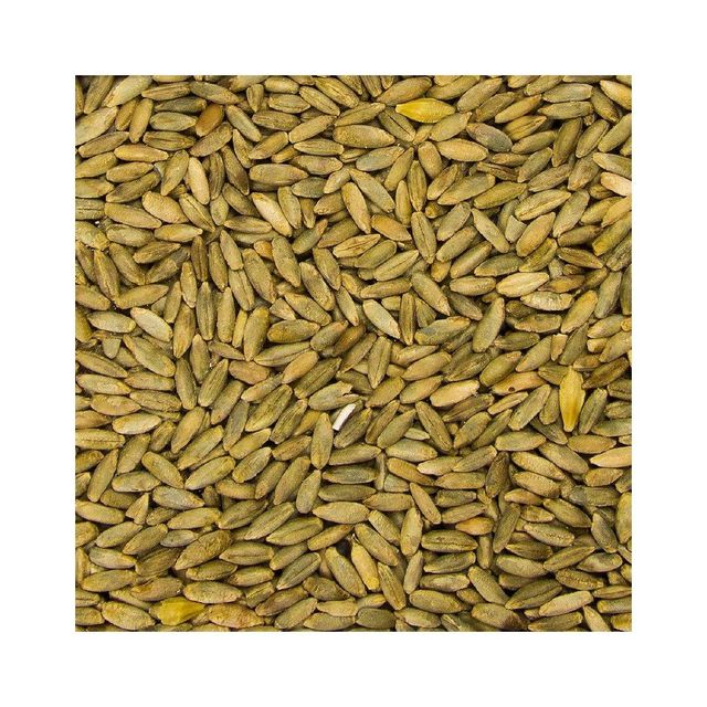 Bulk rye grain wholesale supply at competitive cheap price - Image 1