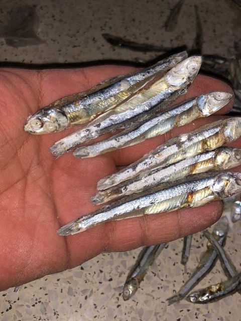 Premium Dried Anchovy Fish (Sprats/Netheli) – High Quality Export - Image 3
