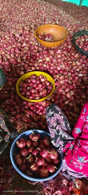 Onions Grade A Grade Color Pink (Garwa viriety) Size 25mm+ to 55mm+ as per client's requirement Packaging 1 Kg to 50 Kg in mesh/jute bags as per client's - Image 4