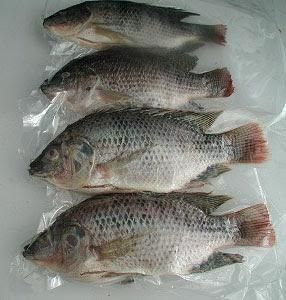 Frozen cassava leaves, frozen cassava, frozen taro, frozen tilapia, pangasius, okra, jackfuit ..... - Image 1