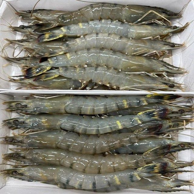 High Quality IQF Frozen Headless Peeled Black Tiger Shrimp 51/70 Size Vacuum Pack 25kg 24 Months Shelf Life - Image 2