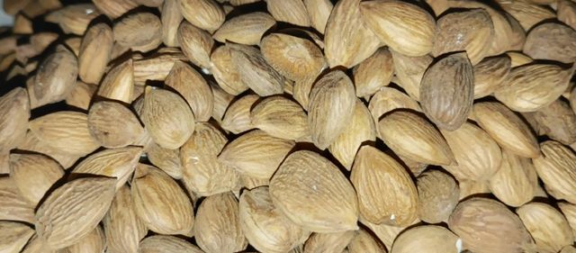 Organic Sweet or Bitter Apricot Kernels & Mountain Produce - Image 2