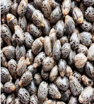 Castor seed and Castor oil.Bulk and wholesale. Seeds Brown Dried Castor Seed. Very cheap and free shipping. - Image 2