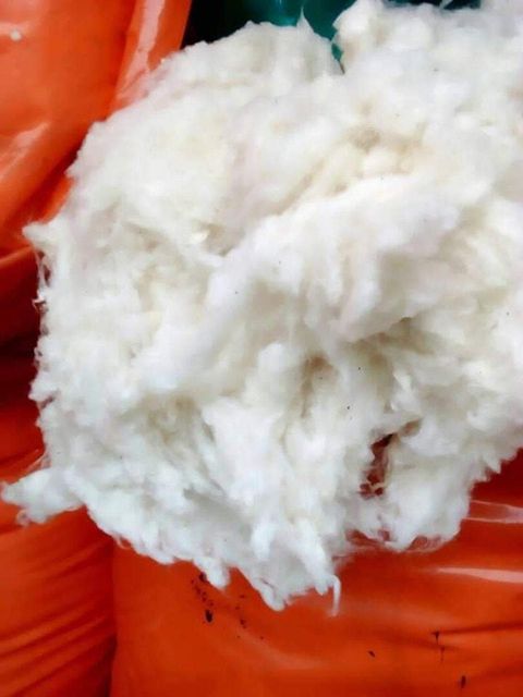 High-Quality Cotton Seeds for Oil, Feed & Planting | Premium Gossypium Seeds - Image 3