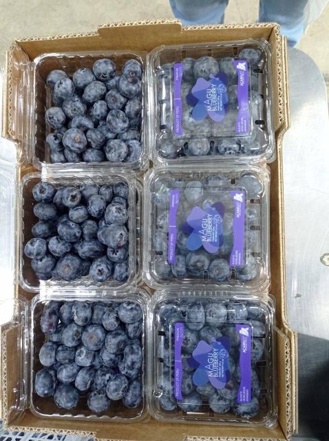Fresh Blueberries for sale Organic Yes Origin South Africa Degree of Processing Fresh, Frozen - Image 4