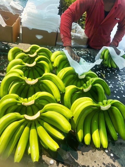 G9 Cavendish Banana Solapur Maharashtra - Image 1