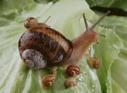 Export Fresh Snails Quality Fresh Brand Name Snail Manufacturer - Image 2