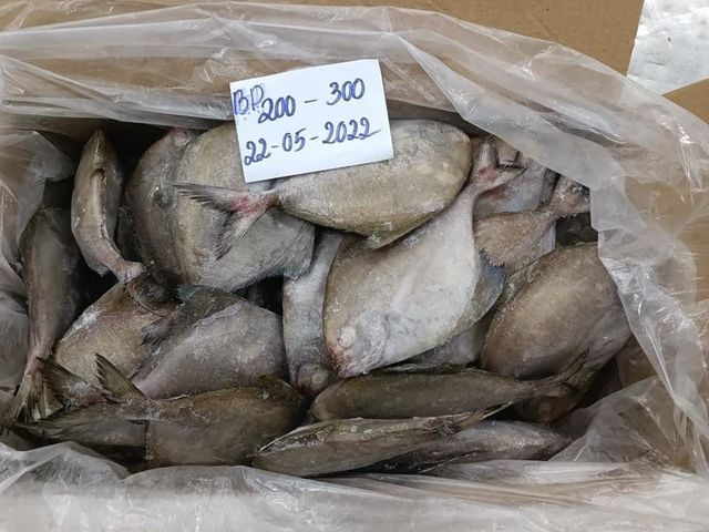 Frozen Seafood IQF Whole Round Black Pomfret Fish For Whole Sale - Image 5