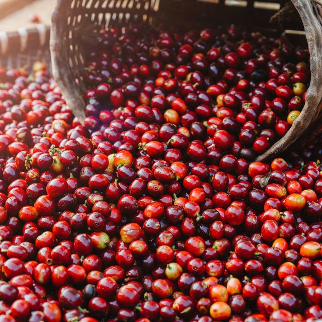 High Quality Robusta From Vietnam With Premium Flavor Wholesale Good Price Roasted Ground Coffee In VietNam OEM Ground Coffee – product photo 4, product detail gallery
