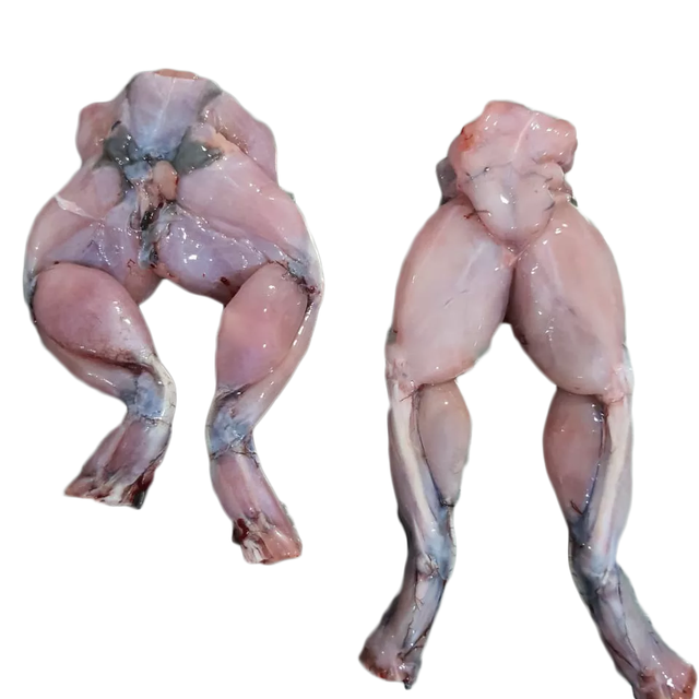 Full of size Frozen skinless bull frog legs GAP KOSHER Certificate from Vietnam - Image 5
