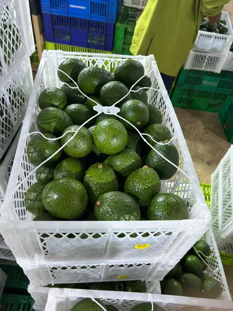 Fresh Hass or Fuerte avocado - Image 3