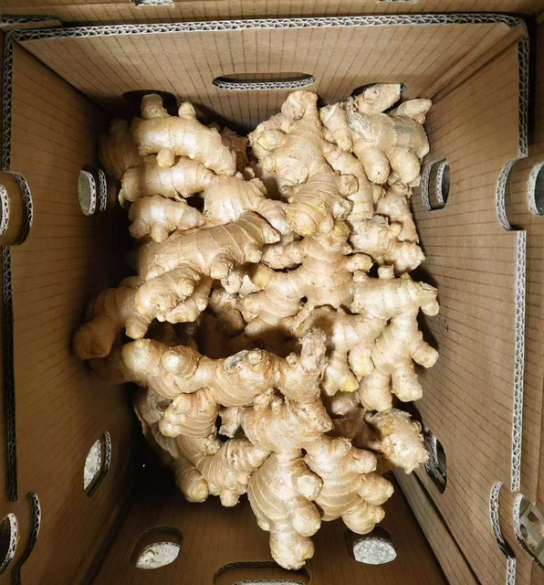 2025 New Fresh Air Dried Ginger Wholesale From Chinese Fresh Ginger Root Market Suppliers Low Price - Image 4