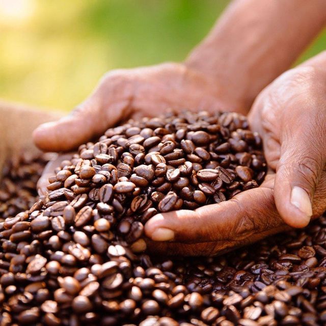 Robusta Coffee Bean Export Quality Fresh Robusta Coffee Bean With Unique Rich Aroma And Natural Flavor Profiles For Traders - Image 4