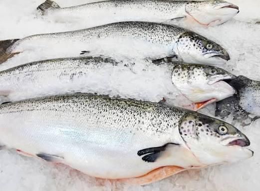 Fresh Salmon Fish / Salmon From Norway - 100% Export Quality Salmon Fish - Image 4