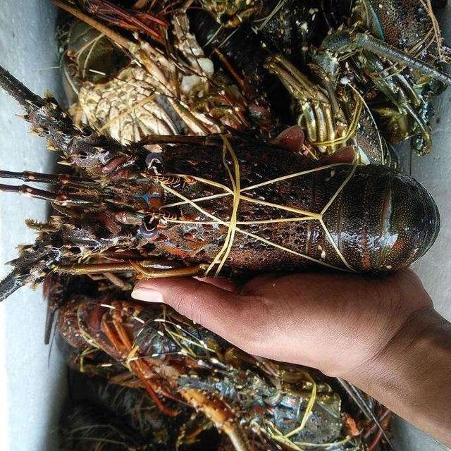 Frozen Lobster Tail Meat Selection Delivering Rich Seafood Flavor Smooth Texture And 100% Premium Quality - Image 4