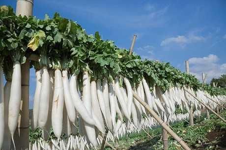 VEGETABLE MARKET PRICE FRESH WHITE RADISH Type Radish Style Fresh Color White Weight (kg) 1 Taste Delicious Model Number - Image 4