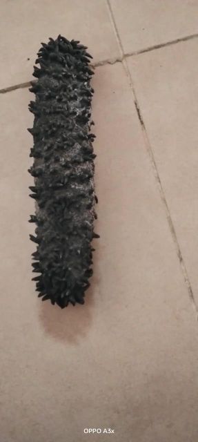 Dried Sea cucumbers - Image 13