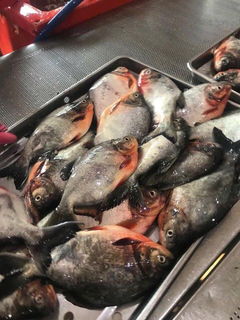 Frozen Red Pomfret - Image 2