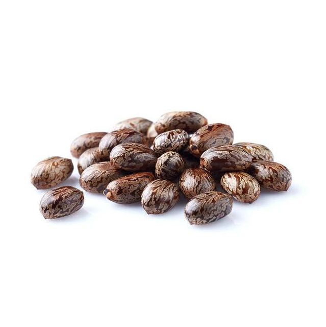 Castor Seeds bulk supply wholesale export-ready high-quality with fast delivery - Image 3