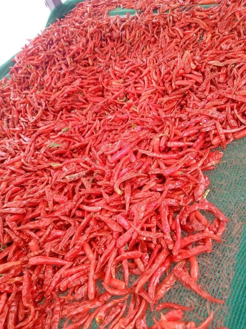 Dry Red Chilli - Image 4